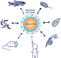 Graphical abstract: NanoEHS beyond toxicity – focusing on biocorona