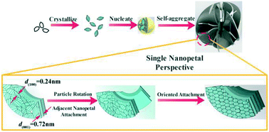 Graphical abstract: Self-assembly of birnessite nanoflowers by staged three-dimensional oriented attachment