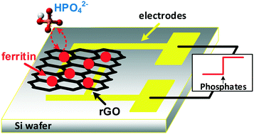 Graphical abstract: Ultrasensitive detection of orthophosphate ions with reduced graphene oxide/ferritin field-effect transistor sensors