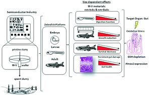 Graphical abstract: Differential effect of micron- versus nanoscale III–V particulates and ionic species on the zebrafish gut