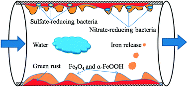 Graphical abstract: Characterization of chemical composition and bacterial community of corrosion scales in different drinking water distribution systems