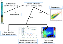 Graphical abstract: Development and application of an improved protocol to characterize biofilms in biologically active drinking water filters