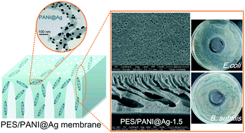 Graphical abstract: Antifouling and antibacterial behavior of polyethersulfone membrane incorporating polyaniline@silver nanocomposites