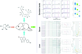 Graphical abstract: Enhancing the hepatic protective effect of genistein by oral administration with stachyose in mice with chronic high fructose diet consumption