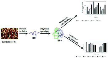 Graphical abstract: Antioxidant activities of bambara groundnut (Vigna subterranea) protein hydrolysates and their membrane ultrafiltration fractions