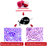 Graphical abstract: Low-molecular-weight polyphenols protect kidney damage through suppressing NF-κB and modulating mitochondrial biogenesis in diabetic db/db mice