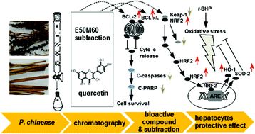 Graphical abstract: Bio-assay guided identification of hepatoprotective polyphenols from Penthorum chinense Pursh on t-BHP induced oxidative stress injured L02 cells