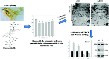 Graphical abstract: Proteomic analysis of ginsenoside Re attenuates hydrogen peroxide-induced oxidative stress in human umbilical vein endothelial cells