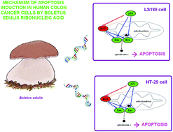 Graphical abstract: Boletus edulis ribonucleic acid – a potent apoptosis inducer in human colon adenocarcinoma cells