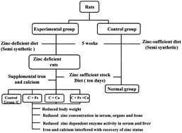 Graphical abstract: Supplemental levels of iron and calcium interfere with repletion of zinc status in zinc-deficient animals