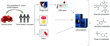 Graphical abstract: Understanding of human metabolic pathways of different sub-classes of phenols from Arbutus unedo fruit after an acute intake