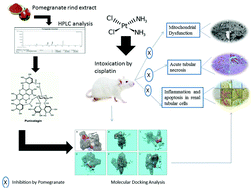 Graphical abstract: Antioxidant and anti-inflammatory potential of pomegranate rind extract to ameliorate cisplatin-induced acute kidney injury