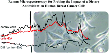 Graphical abstract: Raman microspectroscopy for probing the impact of a dietary antioxidant on human breast cancer cells