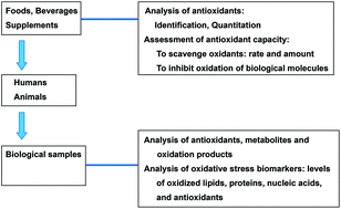 Graphical abstract: Antioxidant capacity of foods for scavenging reactive oxidants and inhibition of plasma lipid oxidation induced by multiple oxidants