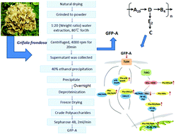 Graphical abstract: Structural characterization and immunomodulatory activity of Grifola frondosa polysaccharide via toll-like receptor 4–mitogen-activated protein kinases–nuclear factor κB pathways