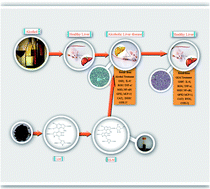 Graphical abstract: Structural characterization, molecular modification and hepatoprotective effect of melanin from Lachnum YM226 on acute alcohol-induced liver injury in mice