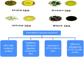 Graphical abstract: Immobilized tannase treatment alters polyphenolic composition in teas and their potential anti-obesity and hypoglycemic activities in vitro