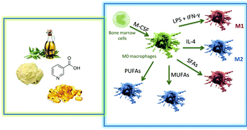 Graphical abstract: Niacin and olive oil promote skewing to the M2 phenotype in bone marrow-derived macrophages of mice with metabolic syndrome