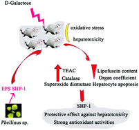 Graphical abstract: Structural characterization and anti-aging activity of a novel extracellular polysaccharide from fungus Phellinus sp. in a mammalian system