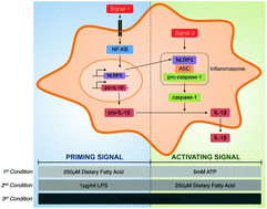 Graphical abstract: Dietary fatty acid composition is sensed by the NLRP3 inflammasome: omega-3 fatty acid (DHA) prevents NLRP3 activation in human macrophages