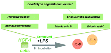 Graphical abstract: Identification of an anti-inflammatory potential of Eriodictyon angustifolium compounds in human gingival fibroblasts