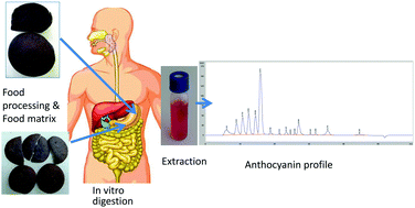 Graphical abstract: Stability and bioaccessibility of anthocyanins in bakery products enriched with anthocyanins