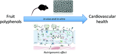 Graphical abstract: An update on the role of nutrigenomic modulations in mediating the cardiovascular protective effect of fruit polyphenols