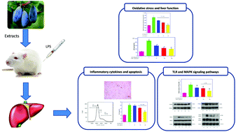 Graphical abstract: Lonicera caerulea berry extract suppresses lipopolysaccharide-induced inflammation via Toll-like receptor and oxidative stress-associated mitogen-activated protein kinase signaling