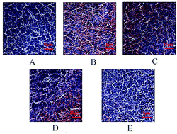 Graphical abstract: Immunostimulatory activity of glycopeptides from Paecilomyces sinensis under normal and cyclophosphamide induced immunosuppressive conditions in mice models