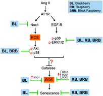 Graphical abstract: Blackberry, raspberry and black raspberry polyphenol extracts attenuate angiotensin II-induced senescence in vascular smooth muscle cells