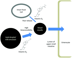 Graphical abstract: Low bioaccessibility of vitamin D2 from yeast-fortified bread compared to crystalline D2 bread and D3 from fluid milks