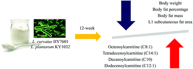 Graphical abstract: Effects of weight loss using supplementation with Lactobacillus strains on body fat and medium-chain acylcarnitines in overweight individuals