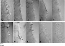 Graphical abstract: Heracleum orphanidis: chemical characterisation, and comparative evaluation of antioxidant and antimicrobial activities with specific interest in the influence on Pseudomonas aeruginosa PAO1