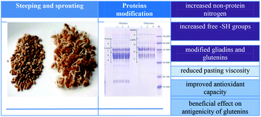 Graphical abstract: Effects of enzyme activities during steeping and sprouting on the solubility and composition of proteins, their bioactivity and relationship with the bread making quality of wheat flour