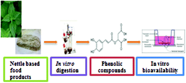 Graphical abstract: In vitro bioaccessibility, transepithelial transport and antioxidant activity of Urtica dioica L. phenolic compounds in nettle based food products