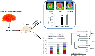 Graphical abstract: Sialoglycoprotein isolated from the eggs of Carassius auratus prevents bone loss: an effect associated with the regulation of gut microbiota in ovariectomized rats