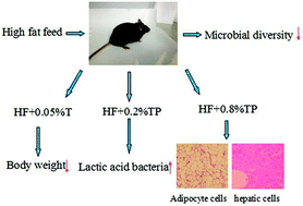 Graphical abstract: The effect of green tea polyphenols on gut microbial diversity and fat deposition in C57BL/6J HFA mice