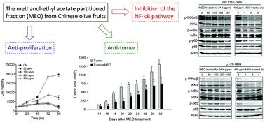 Graphical abstract: The methanol-ethyl acetate partitioned fraction from Chinese olive fruits inhibits cancer cell proliferation and tumor growth by promoting apoptosis through the suppression of the NF-κB signaling pathway