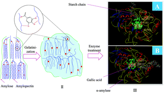 Graphical abstract: Digestibility and supramolecular structural changes of maize starch by non-covalent interactions with gallic acid