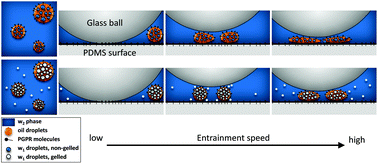 Graphical abstract: Influence of double (w1/o/w2) emulsion composition on lubrication properties