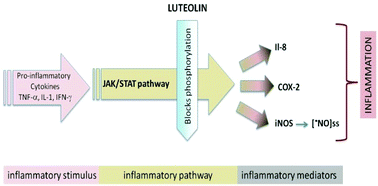 Graphical abstract: Luteolin suppresses the JAK/STAT pathway in a cellular model of intestinal inflammation