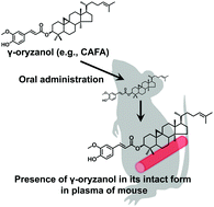 Graphical abstract: Presence of orally administered rice bran oil γ-oryzanol in its intact form in mouse plasma