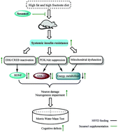 Graphical abstract: Sesamol ameliorates high-fat and high-fructose induced cognitive defects via improving insulin signaling disruption in the central nervous system