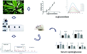 Graphical abstract: The chemical profiling of loquat leaf extract by HPLC-DAD-ESI-MS and its effects on hyperlipidemia and hyperglycemia in rats induced by a high-fat and fructose diet