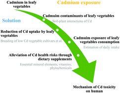 Graphical abstract: Toxicity of cadmium and its health risks from leafy vegetable consumption