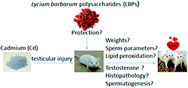 Graphical abstract: Protective effect of Lycium barbarum polysaccharides against cadmium-induced testicular toxicity in male mice