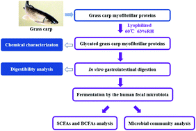 Graphical abstract: Chemical characterization of the glycated myofibrillar proteins from grass carp (Ctenopharyngodon idella) and their impacts on the human gut microbiota in vitro fermentation