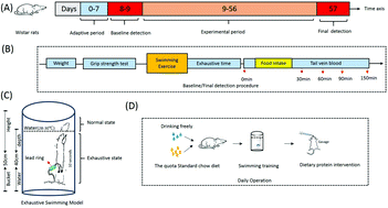 Graphical abstract: Ingestion of soy–whey blended protein augments sports performance and ameliorates exercise-induced fatigue in a rat exercise model