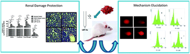 Graphical abstract: Protective effects of fraction 4a of polysaccharides isolated from Lycium barbarum against KBrO3-induced renal damage in rats