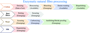 Graphical abstract: Enzymatic processing of natural fibres: white biotechnology for sustainable development